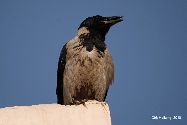 Hooded Crow 