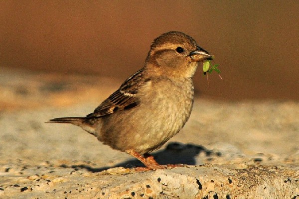 Spanish Sparrow female feeding