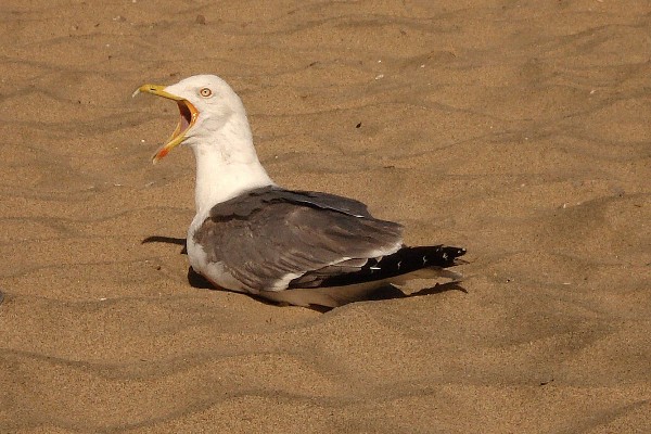 Yellow-legged Gull, playa Mujeres, Lanzarote