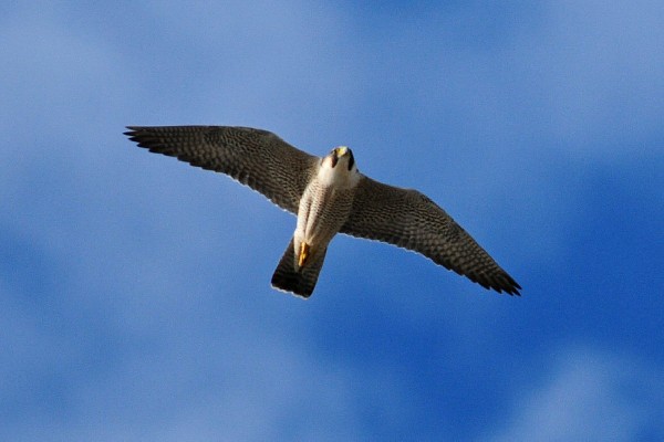 Peregrine Falcon hunting, Maspalomas, Gran Canaria