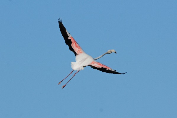 Greater Flamingo, Maspalomas, Cran Canaria
