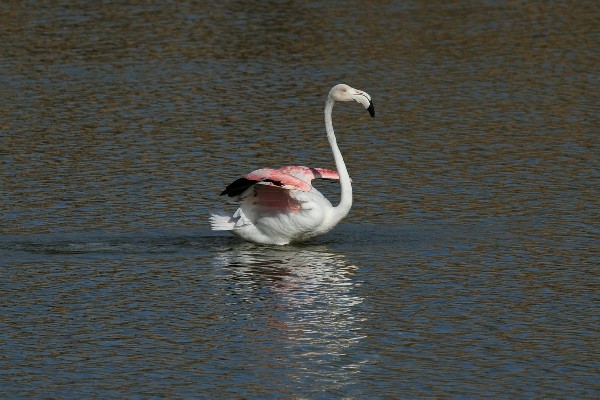 Greater Flamingo, Maspalomas, Gran Canaria