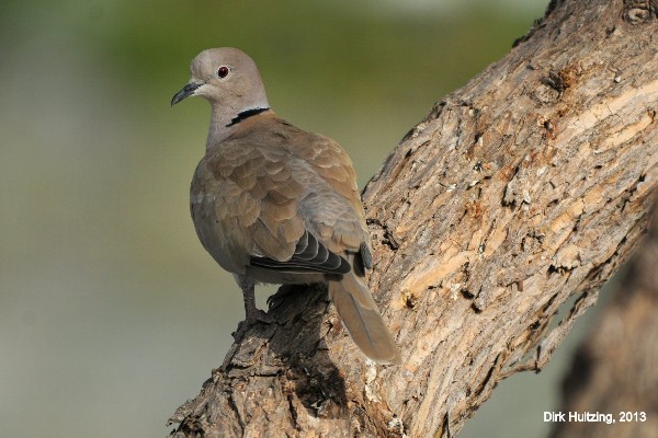 Eurasian Collared Dove, Maspalomas, Gran Canaria