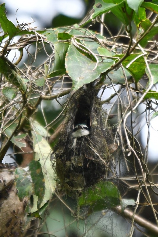 Female at nest
