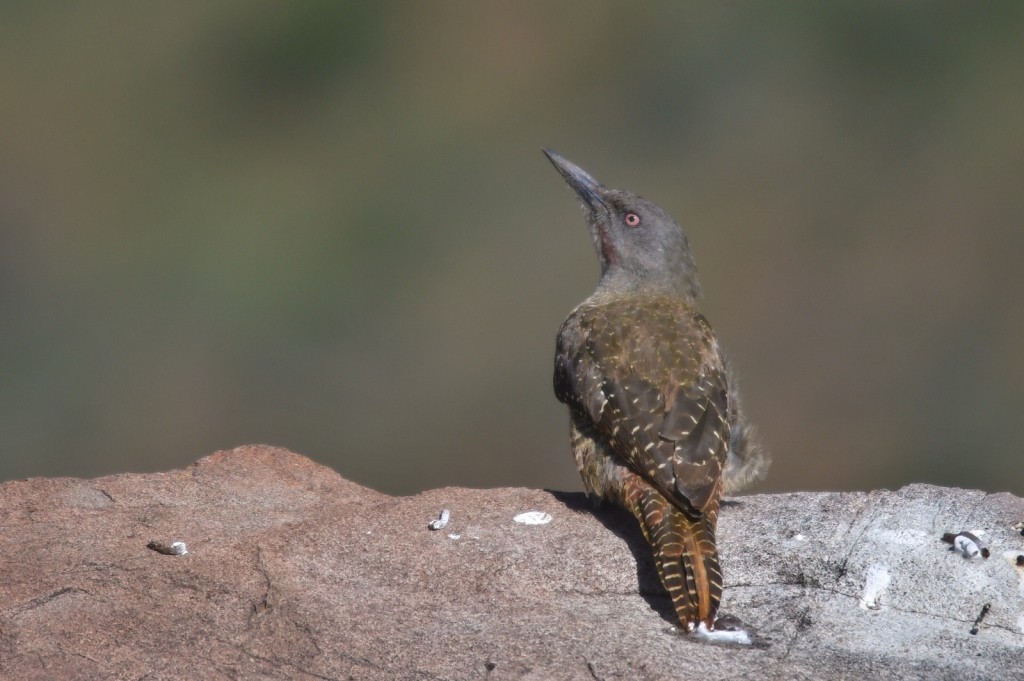 Ground Woodpecker