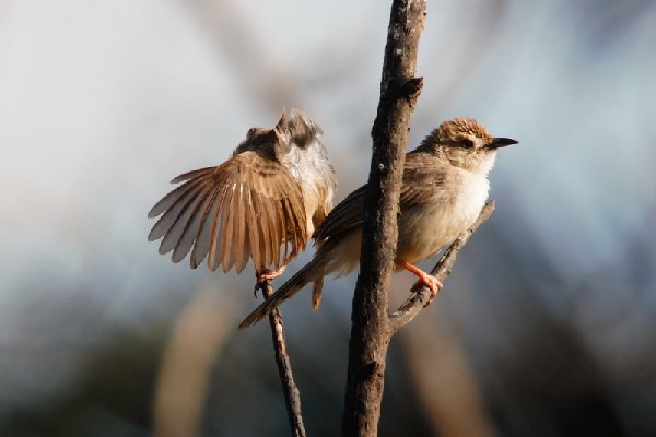 Bubbling Cisticola - mating game