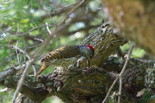 Golden-tailed Woodpecker - Solitary Female Observed 