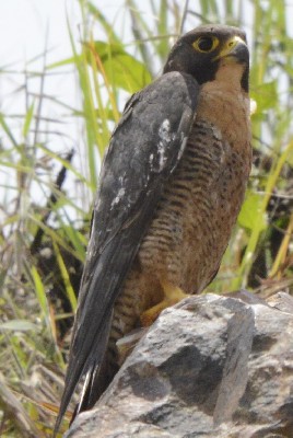 Peregrine Falcon, Kigali