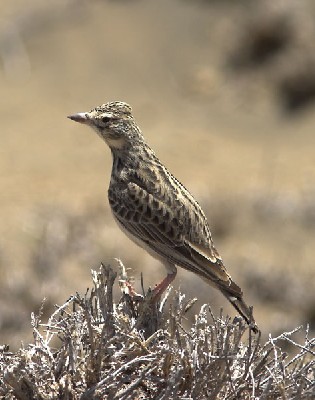Somali Short-toed Lark