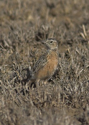 Beesley's Lark Chersomanes Beesleyi
