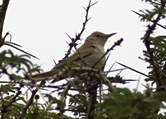 Upcher's Warbler, Nr Arusha Tanzania. 2006