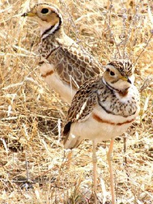 Three-Banded Courser