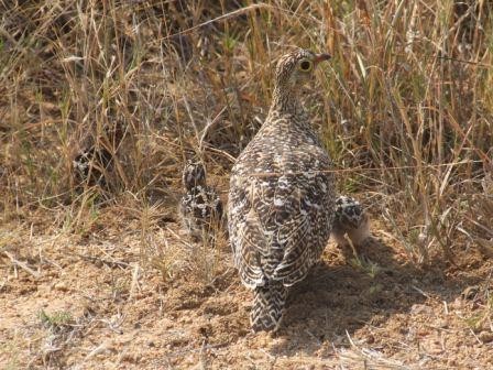 Double-Banded Sandgrouse