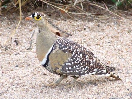 Double-Banded Sandgrouse