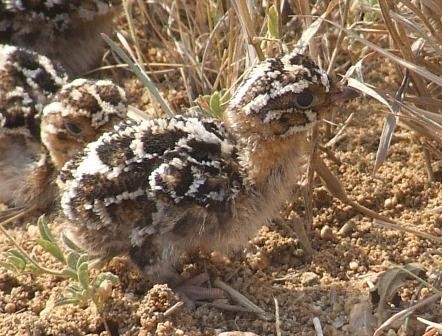 Double-Banded Sandgrouse