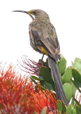 Cape Sugarbird