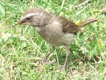 White-throated Canary