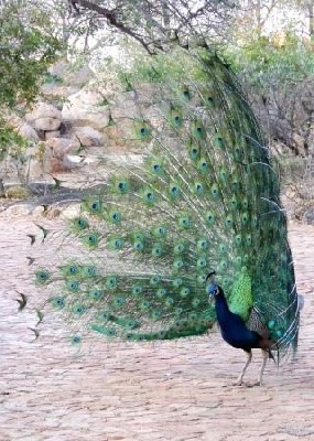 Common Peacock