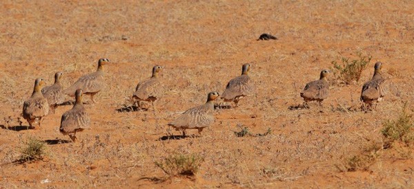 Crowned Sandgrouse