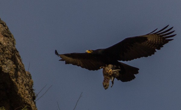 Verreauxs' Eagle with prey