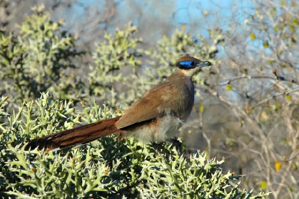 Olive-capped Coua