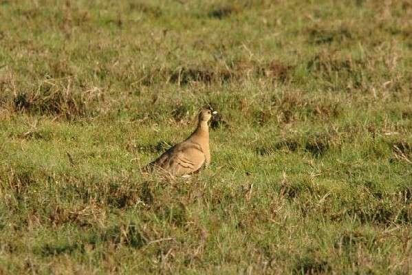Madagascar Sandgrouse
