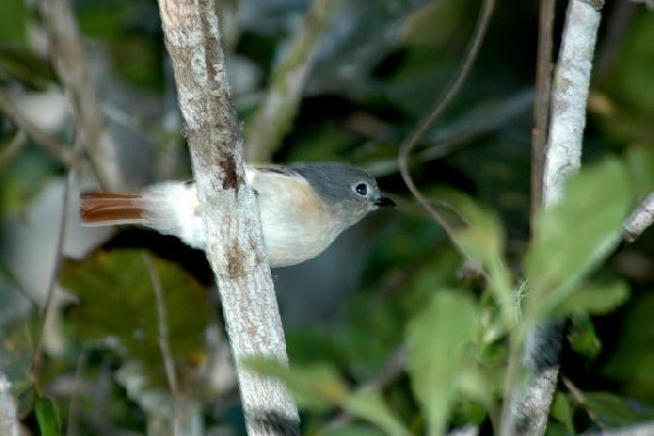 Red-tailed Vanga