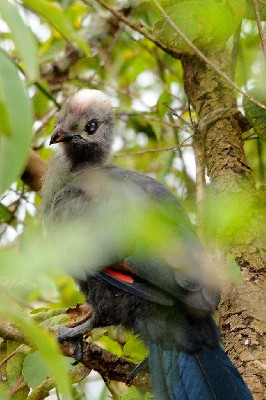 Young Ruspoll's Turaco