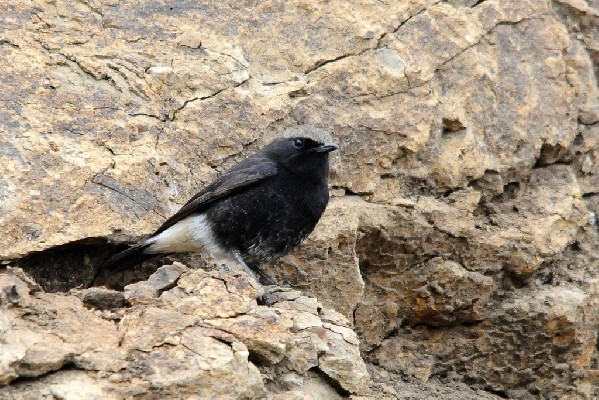 Abyssinian Black Wheatear