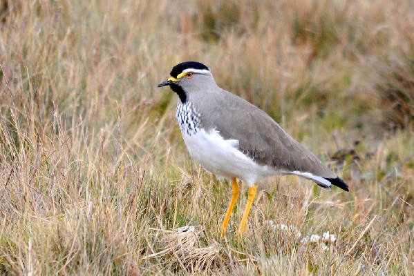Spot-breasted Lapwing