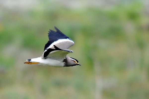 Spot-breasted Lapwing