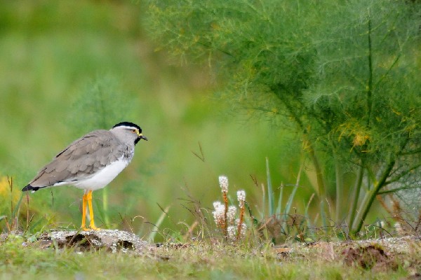 Spot-breasted Lapwing