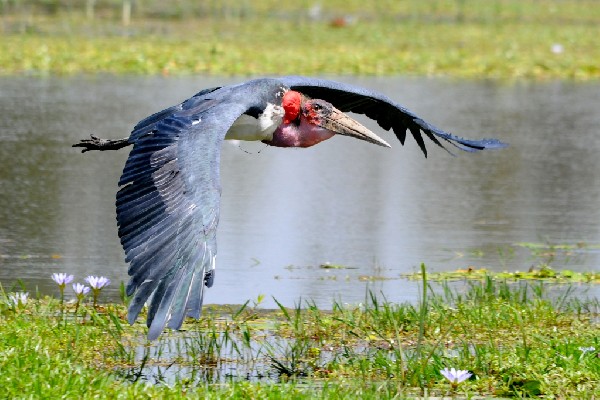 Marabou Stork