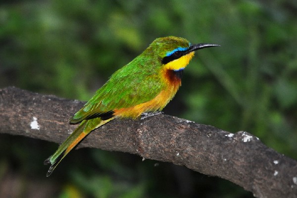 Little Bee-eater