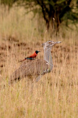 Kori Bustard