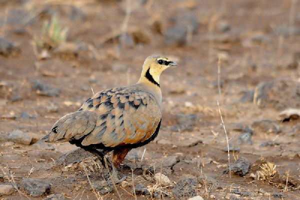 Yellow-throated Sandgrouse