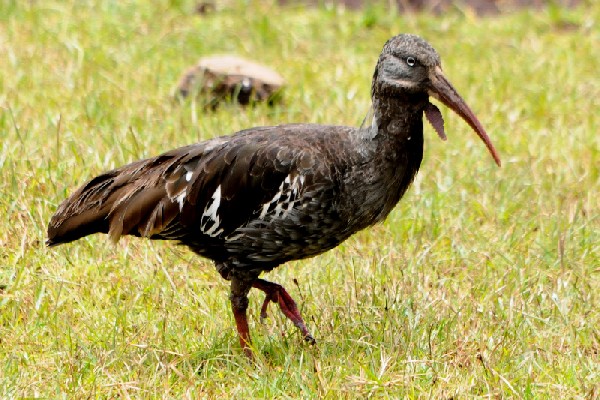 Wattled Ibis