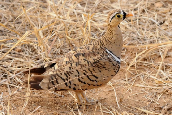 Black-faced Sandgrouse