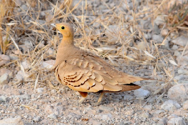 Chestnut-bellied Sandgrouse