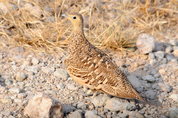 Chestnut-bellied Sandgrouse