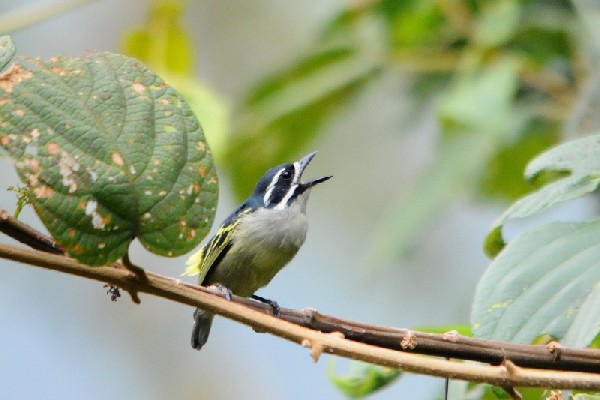 Yellow-rumped Tinkerbird