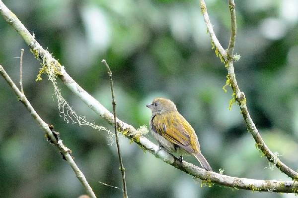 Dwarf Honeyguide