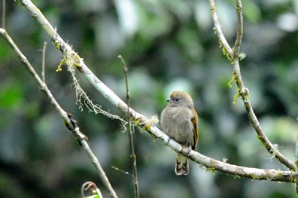 Dwarf Honeyguide