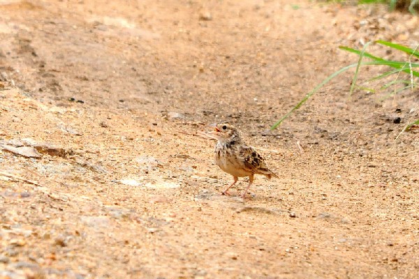 White-tailed Lark