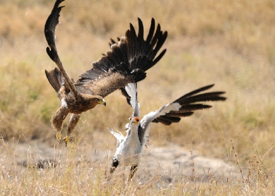 Fighting with a Twany Eagle
