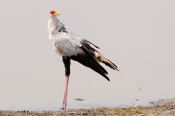 Secretary Bird