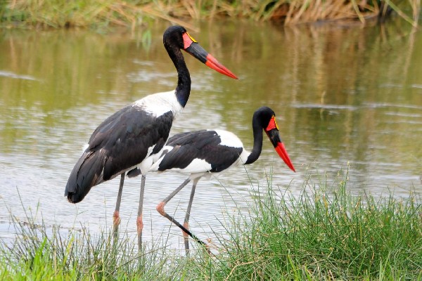 Saddle-billed Stork