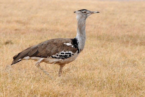 Kori Bustard