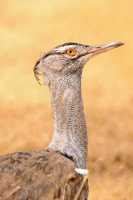 Kori Bustard
