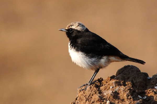 Schalow's Wheatear